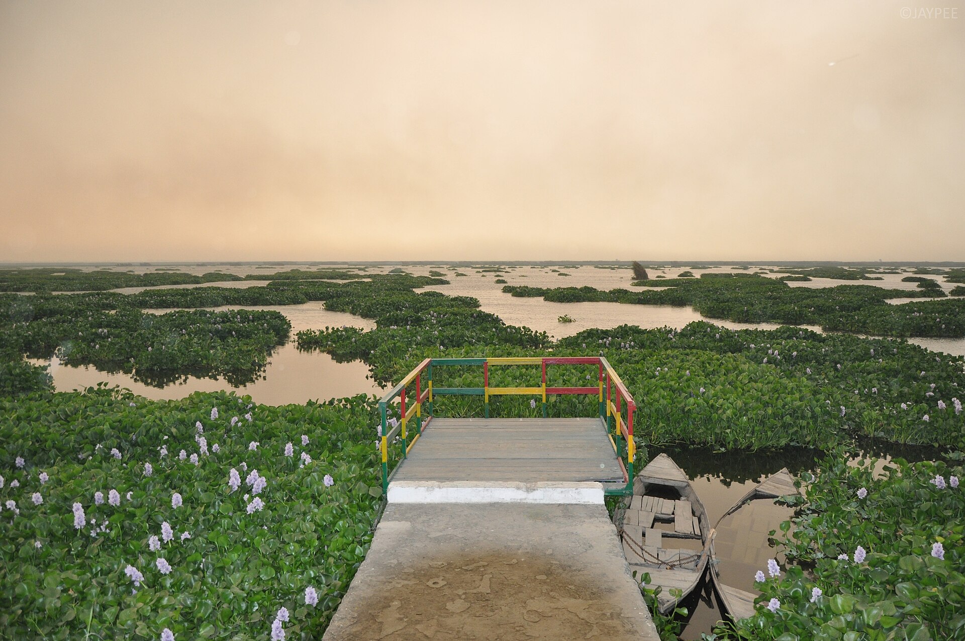 Open water and vegetation at Harike Wetland