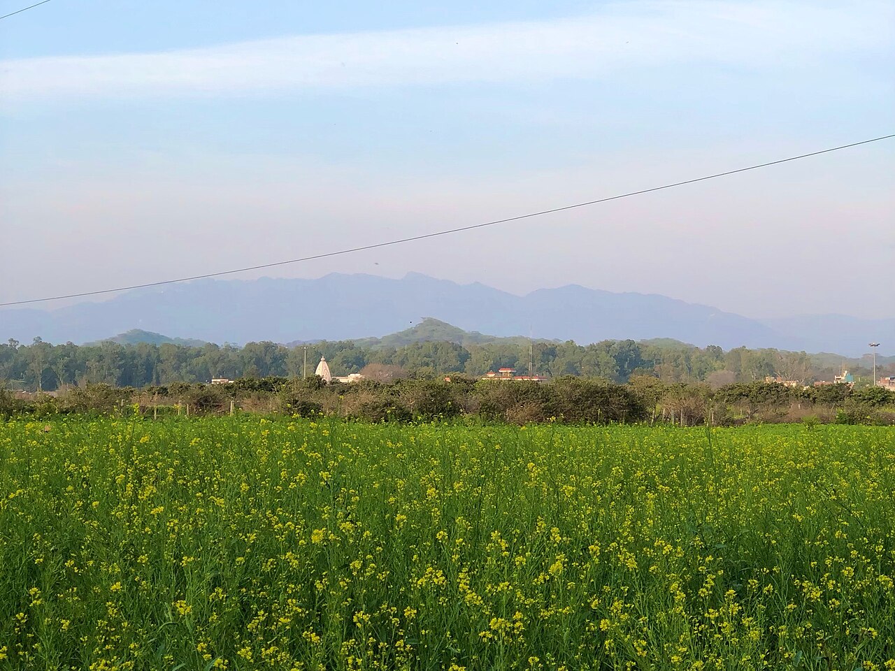 Yellow mustard field flowering in the Punjab region